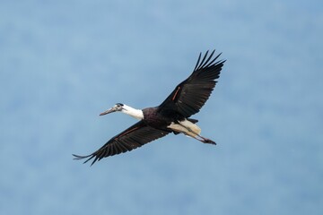 Obraz premium Asian woolly-necked stork in flight, showcasing its wide wingspan