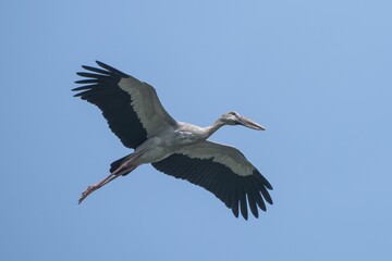 Asian woolly-necked stork soaring in a blue sky, showcasing its wide wingspan and graceful flight.