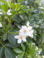 Mexican orange, Oranger du Mexique - Choisya Ternata - Rutacées, Rutaceae