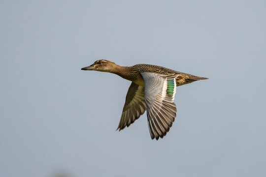 Close-up shot of a garganey in flight, showcasing its detailed feathers.