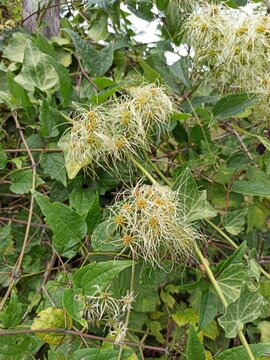 Old man's beard, Fragrant clemati, Travellers joy, Graybeard, Cl&eacute;matite des haies, Cl&eacute;matite vigne blanche, Herbe aux gueux - Clematis vitalba - Renonculac&eacute;es, Ranunculaceae