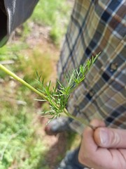 Pignut, Conopode dénudé - Conopodium Majus - Apiaceae, Apiacées