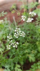 Coriander, Coriandre cultivée - Coriandrum sativum - Apiaceae, Apiacées
