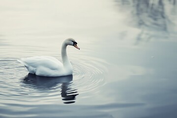 Naklejka premium A serene white swan gracefully glides across calm waters, creating a mirror-like effect with its reflection.