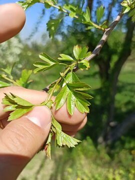 Spanish hawthorn, Azarole, Azerole, Azarolier, Az&eacute;rolier, &Eacute;pine d'Espagne - Crataegus azarolus - Rosaceae, Rosac&eacute;es