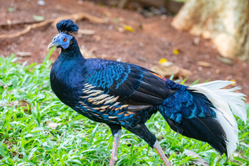 The Malayan crested fireback  (Lophura rufa) is a species of forest pheasant found in lowland...