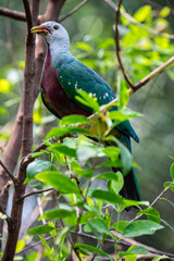 The wompoo fruit dove (Ptilinopus magnificus) is one of the larger fruit doves native to New Guinea and eastern Australia.
 It has purple plumage around its neck, chest and upper belly. 