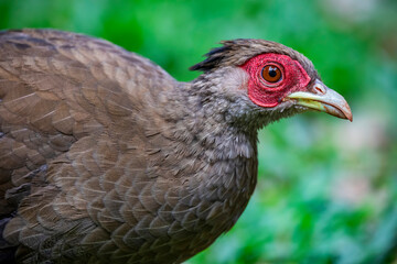 the closeup image of female silver pheasant (Lophura nycthemera), a species of pheasant found in forests, mainly in mountains, of mainland Southeast Asia, and eastern and southern China,
