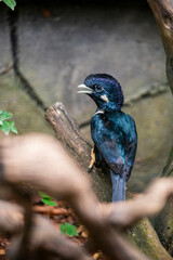 Fototapeta premium The Sulawesi myna (Basilornis celebensis) is a species of starling in the family Sturnidae. It is endemic to Sulawesi, Indonesia. Its natural habitat is subtropical or tropical moist lowland forests.