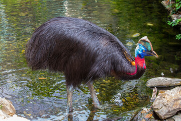 The northern cassowary (Casuarius unappendiculatus) is a large, stocky flightless bird of northern New Guinea. It is a member of the superorder Paleognathae.