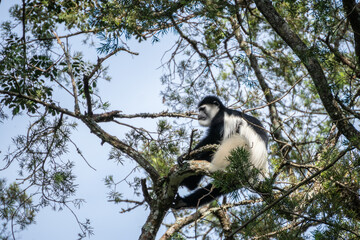 Fototapeta premium Bearded monkey, Cercopithecus lhoesti, is sitting on a tree branch