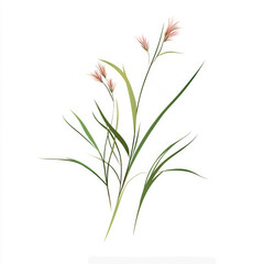 Fototapeta premium Delicate Wildflowers isolated on white background