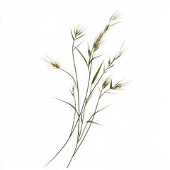 Fototapeta premium Delicate Wildflowers isolated on white background