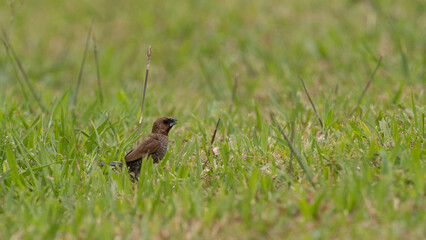Scaly Breasted Munia bird in Penang Island Malaysia.

The scaly-breasted munia or spotted munia (Lonchura punctulata), known in the pet trade as nutmeg mannikin or spice finch.