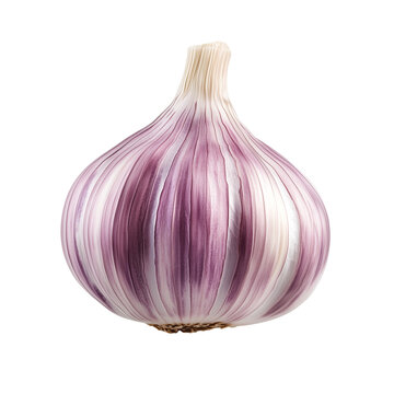 Single Purple Garlic Bulb 
