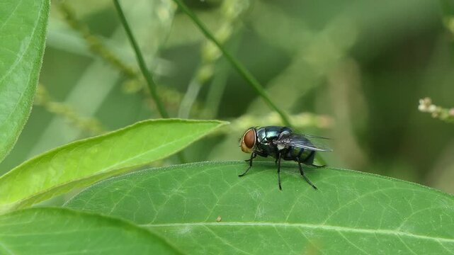 Calliphora vomitoria fly on green leaf in backyard.