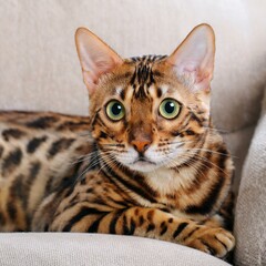 Bengal cat, AI generated