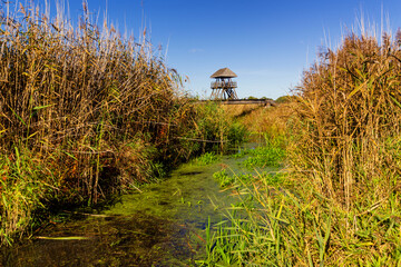 Jesień w Topilcu nad Narwią, Podlasie, Polska