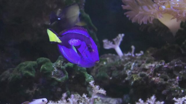 Blue Tang swimming in an anemone aquarium tank.

Paracanthurus hepatus is a species of Indo-Pacific surgeonfish. A popular fish in marine aquaria, it is the only member of the genus Paracanthurus.