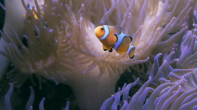 Clownfish swimming in an Anemone fish tank.

Clownfish or anemonefish are fishes from the subfamily Amphiprioninae in the family Pomacentridae
