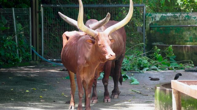 Ankole Cattle in Zoo Negara Malaysia.

The Ankole is a breed or group of breeds of African cattle, belonging to the broad Sanga cattle grouping of African breeds.