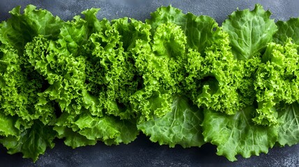 Fresh green lettuce leaves arranged beautifully on a dark surface.