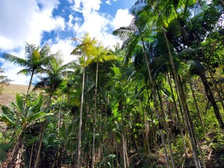 Obraz premium palm trees