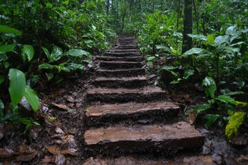 Hiking trail leading through lush green rainforest with muddy steps