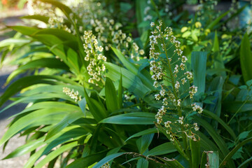 Xiphidium caeruleum is a herbaceous plant. The stems crawl along the ground and the flowers come out in clusters. Each cluster has small clusters of flowers White bloom time.