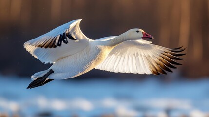 Obraz premium Snow goose flying with outstretched wings in winter