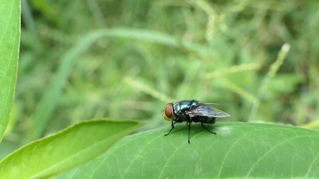 Calliphora vomitoria fly on green leaf in backyard.