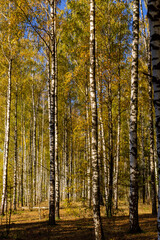 Fototapeta premium Kolorowa jesień w brzozowym zagajniku, Podlasie, Polska