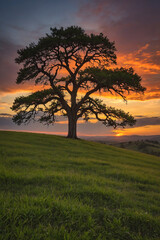 Obraz premium Sunset behind a lone tree on a grassy hill