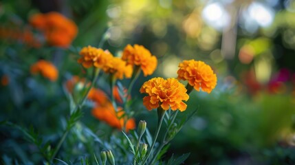 Vibrant marigold blooms in a sunny garden setting.