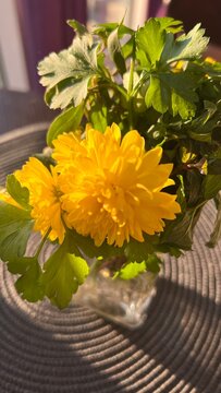 Beautiful yellow October flofer