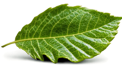 Obraz premium A Bright Green Delicate and Intricately Veined Leaf that Can Symbolize Renewal and Growth in Various Creative Projects