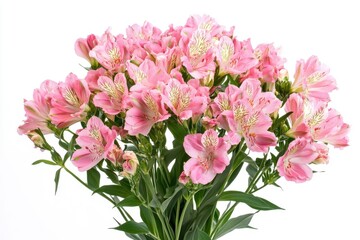 Delicate pink alstroemeria flowers, recognized as inca lilies, arranged elegantly in a vase with a bright white backdrop - detailed close-up perspective