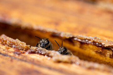 a bee hive with honey bees in sunny weather in summer