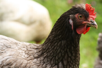 portrait of a chicken; hen close up