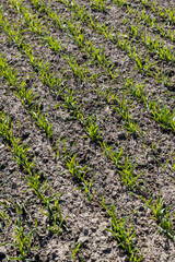 green wheat sprouts in a farmer's field