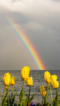 Rainbow and yellow tulips by the lake in Morges, Switzerland