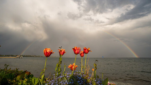 Rainbows and tulips by the lake in picturesque Switzerland