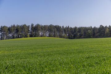 a large amount of green wheat that grows actively in spring