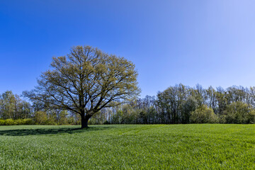 Obraz premium a tree growing in a field with green wheat