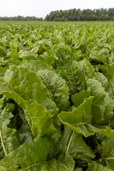 Naklejka premium agricultural field with green beets