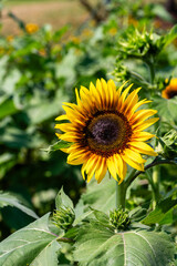 Flower in Chenshan Botanical Garden, Songjiang District, Shanghai, China