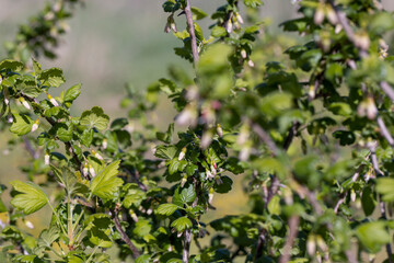 Obraz premium flowering gooseberry bushes in May against a blue sky background