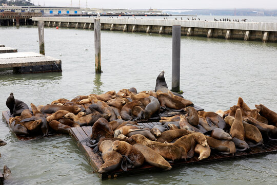 Sea Lions Resting on Pier 39 Platforms in San Francisco