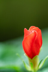 Flower in Chenshan Botanical Garden, Songjiang District, Shanghai, China