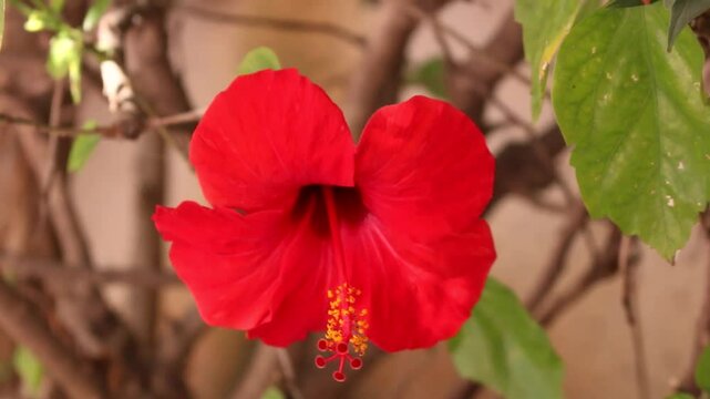red flover 